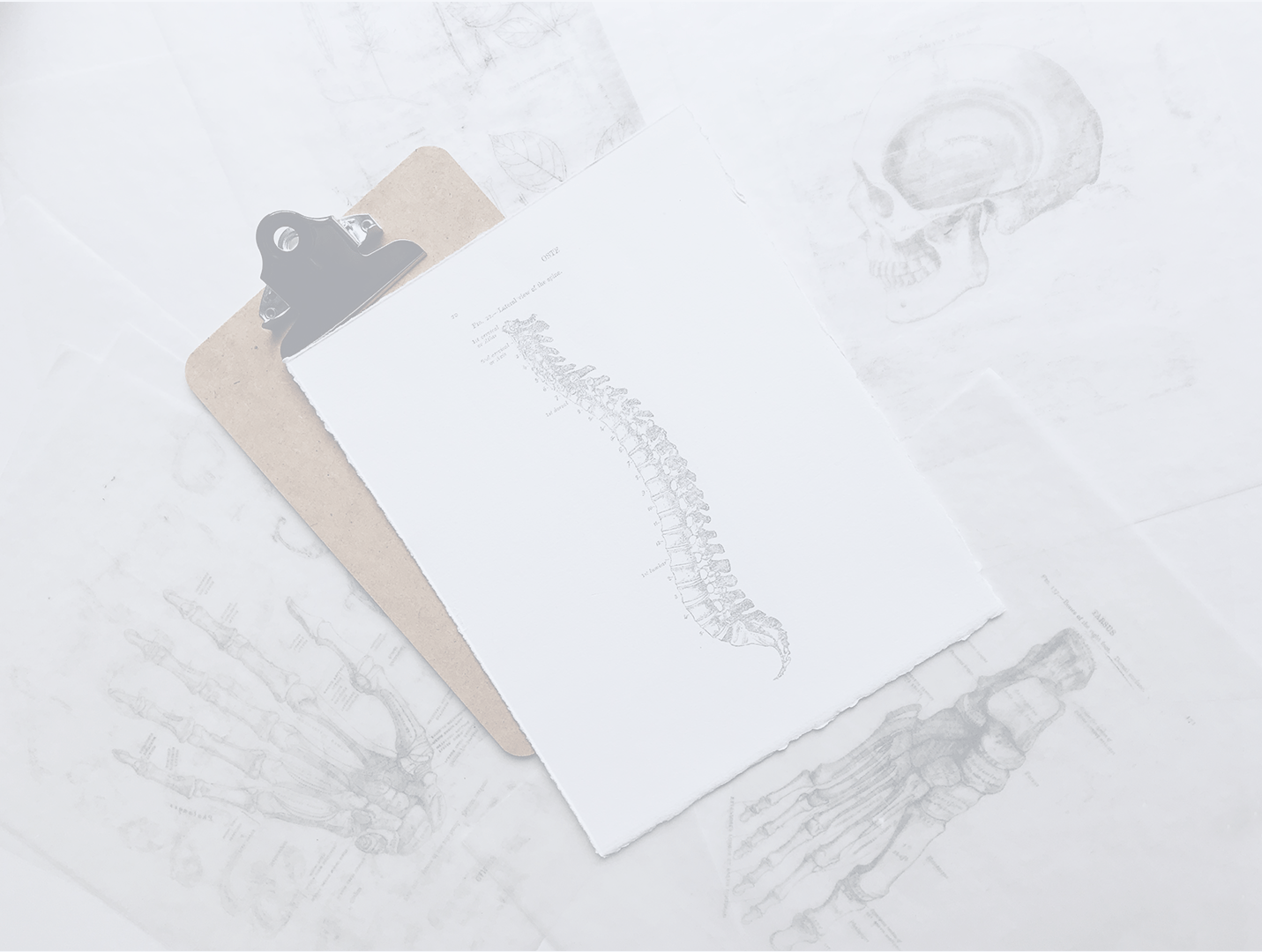 decorative chiropractic background