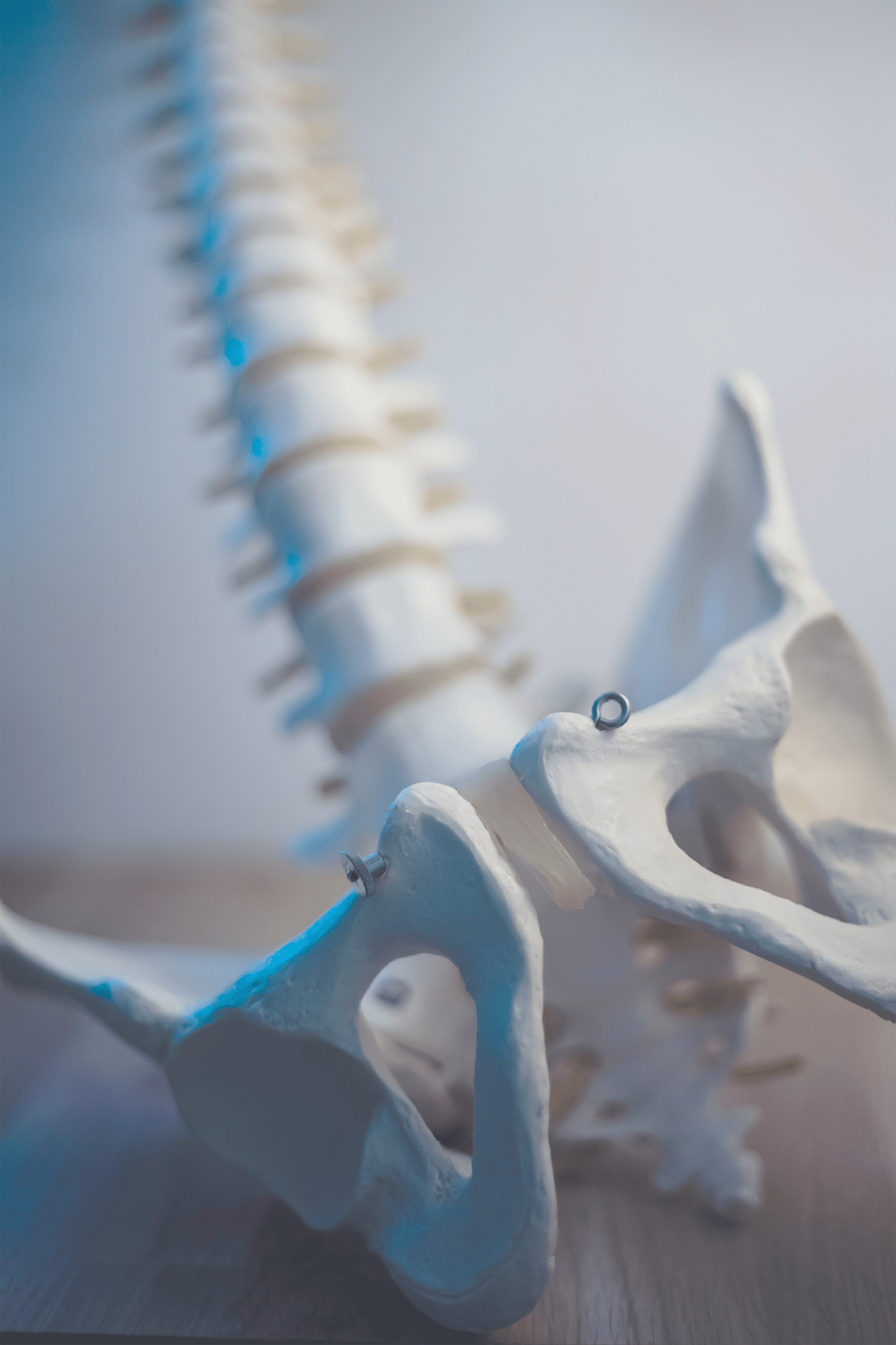 Spine and pelvis bones